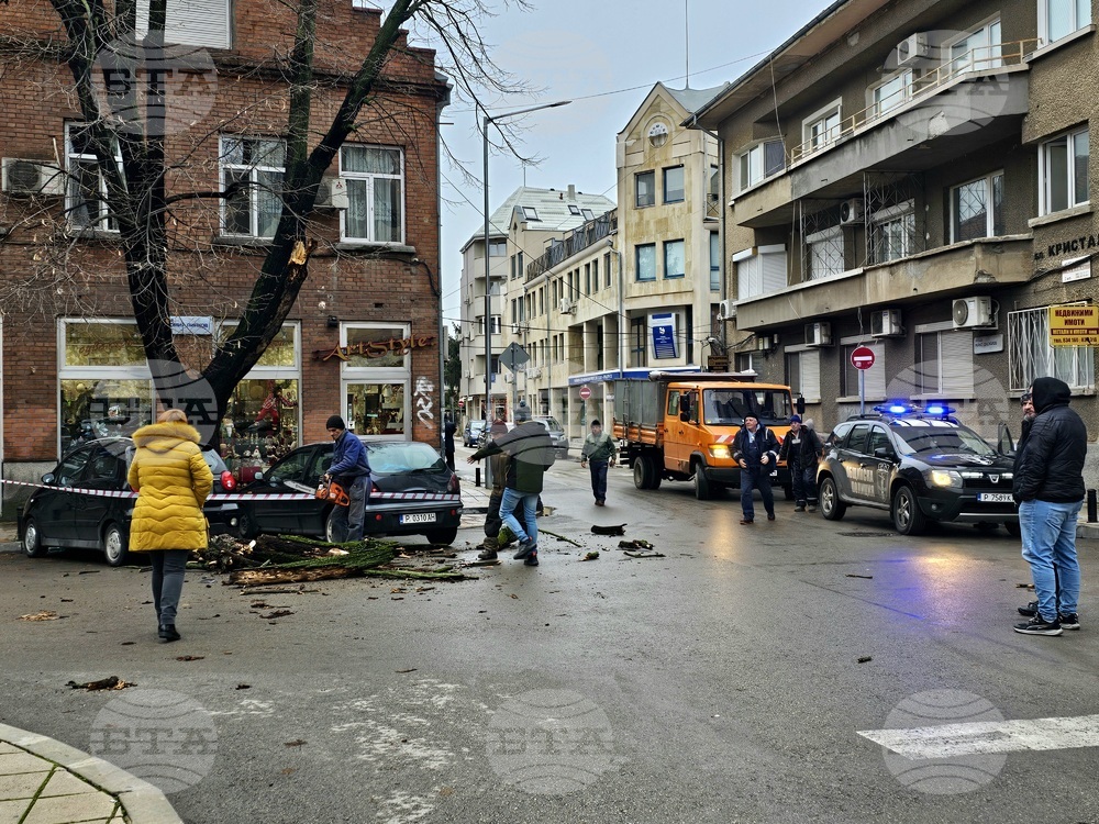 Част от дърво падна върху автомобил в центъра на Русе