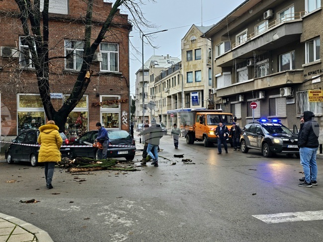 Част от дърво падна върху автомобил в центъра на Русе
