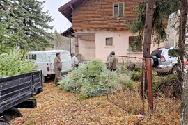 Самоков - разсадник - коледни дръвчета