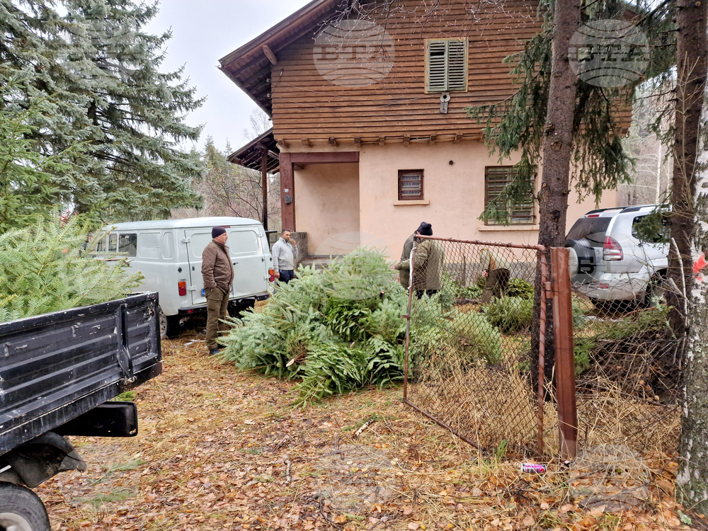 Самоков - разсадник - коледни дръвчета