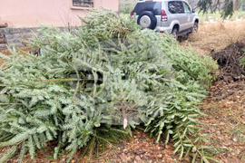 Самоков - разсадник - коледни дръвчета