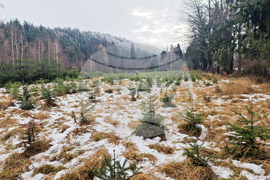 Самоков - разсадник - коледни дръвчета