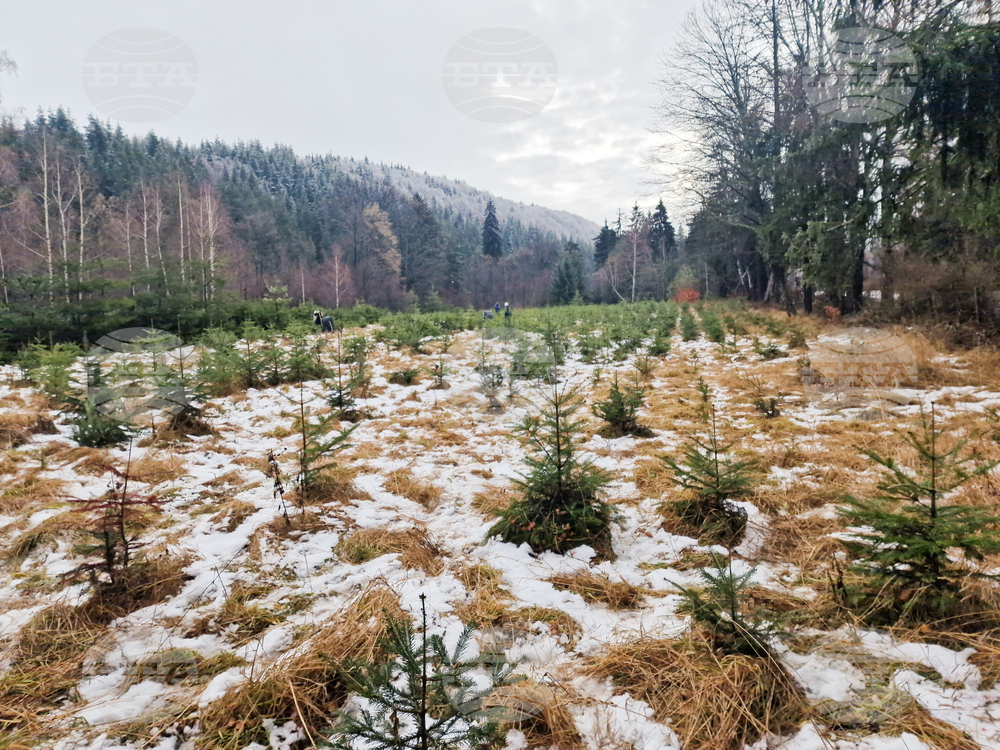 Самоков - разсадник - коледни дръвчета