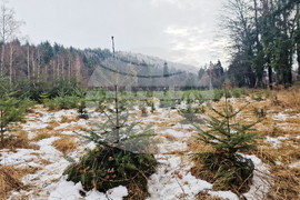 Самоков - разсадник - коледни дръвчета