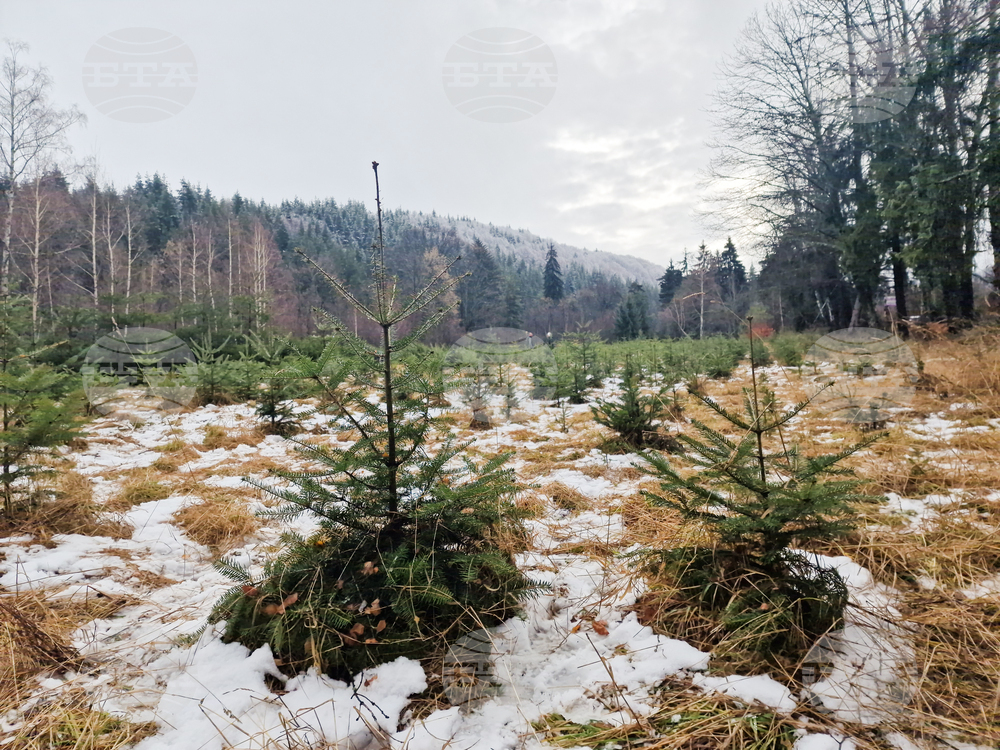 Самоков - разсадник - коледни дръвчета