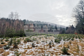 Самоков - разсадник - коледни дръвчета