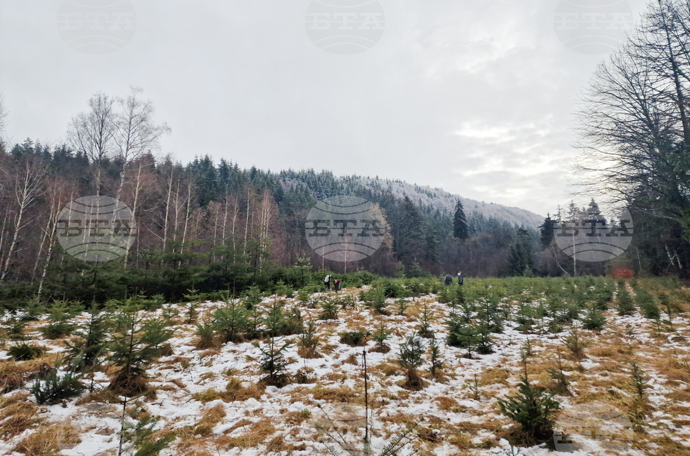 Самоков - разсадник - коледни дръвчета