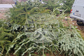 Самоков - разсадник - коледни дръвчета