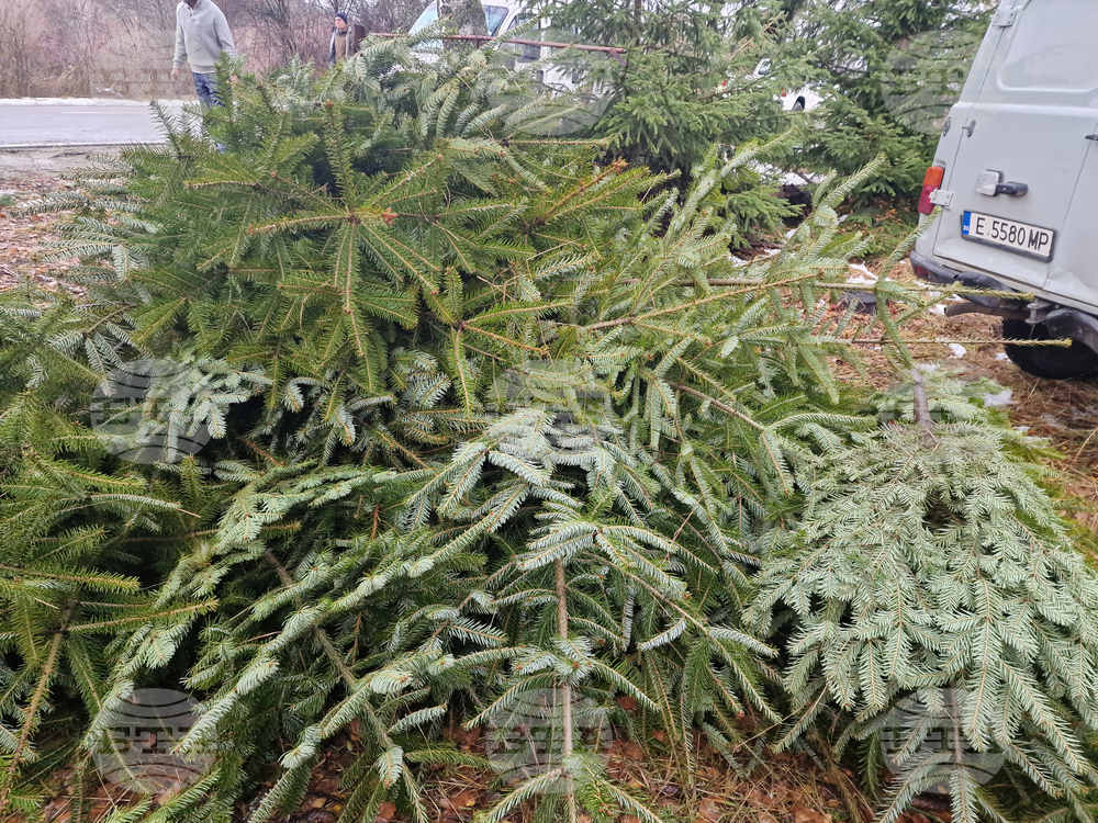 Самоков - разсадник - коледни дръвчета