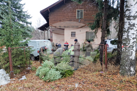 Самоков - разсадник - коледни дръвчета