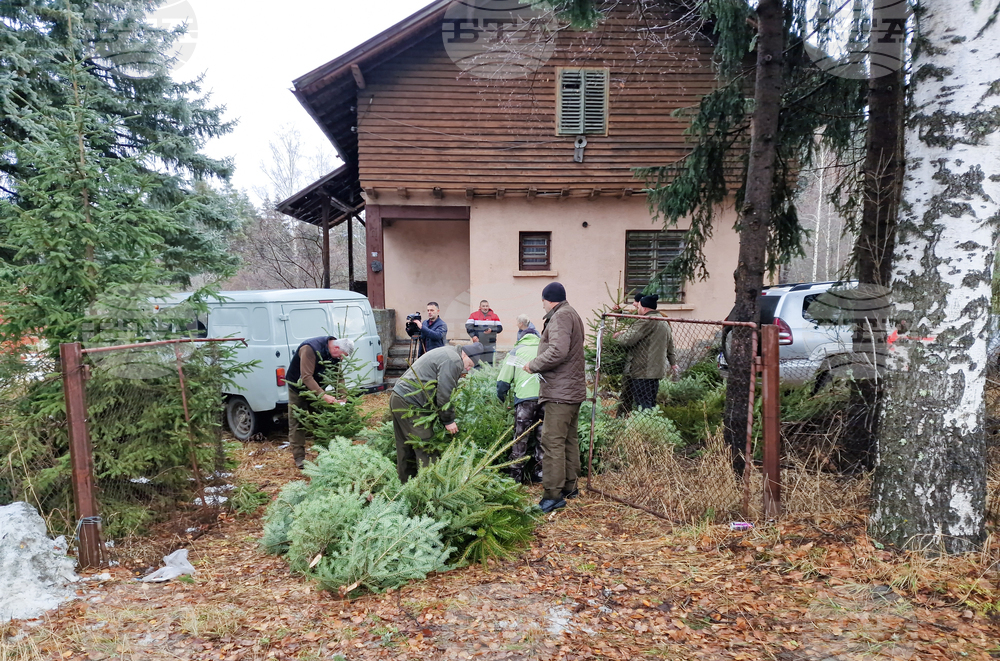 Самоков - разсадник - коледни дръвчета