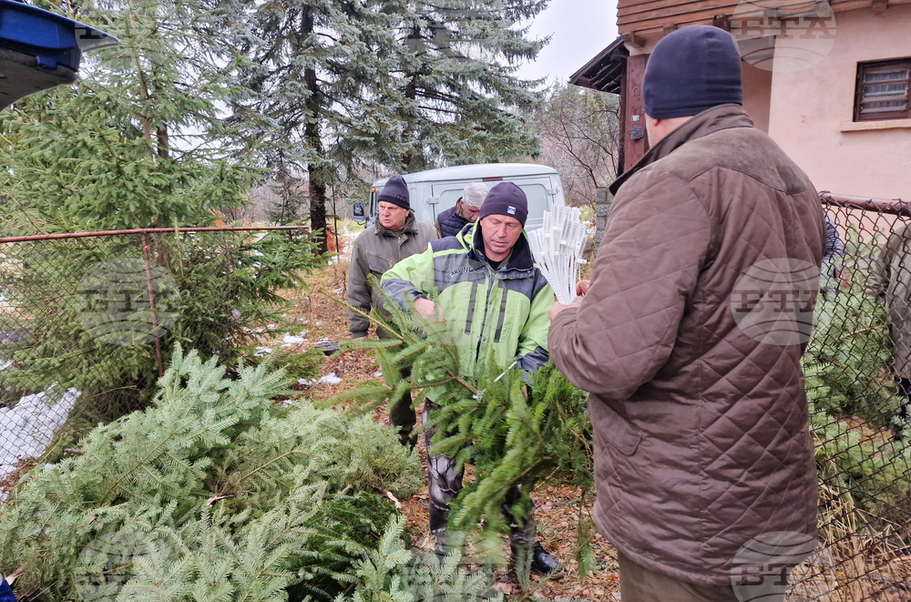 Самоков - разсадник - коледни дръвчета