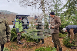 Самоков - разсадник - коледни дръвчета
