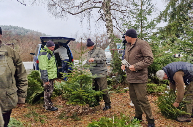 Самоков - разсадник - коледни дръвчета