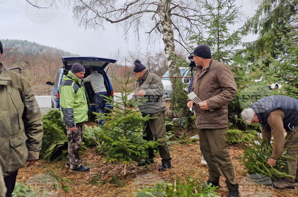 Самоков - разсадник - коледни дръвчета