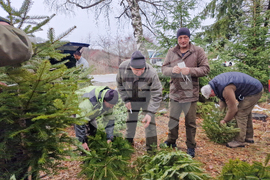 Самоков - разсадник - коледни дръвчета