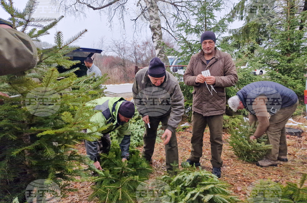 Самоков - разсадник - коледни дръвчета