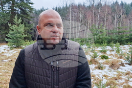 Самоков - разсадник - коледни дръвчета