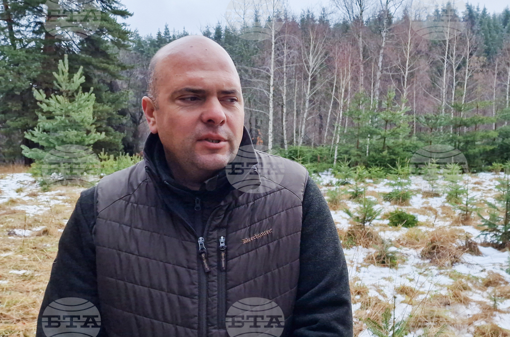 Самоков - разсадник - коледни дръвчета