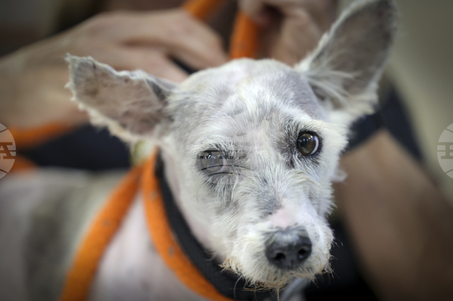 Кученце бе спасено от тежки условия в микробус с българска регистрация в Долна Австрия