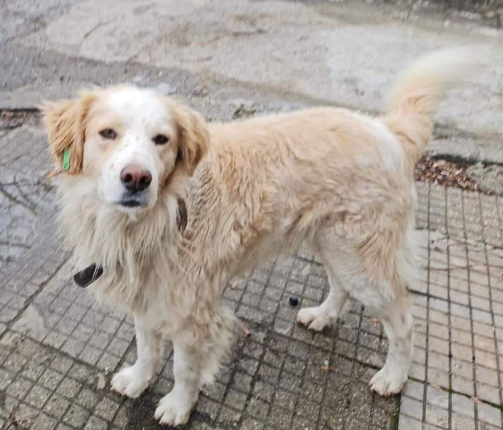 Община Благоевград: Две бездомни кучета „туристи“ от Симитли в центъра на Благоевград 