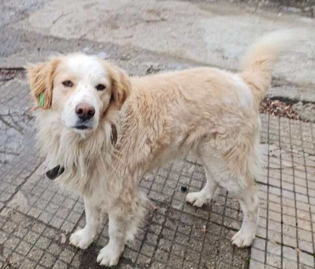 Община Благоевград: Две бездомни кучета „туристи“ от Симитли в центъра на Благоевград 