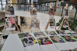 Перник - Общински приют за безстопанствени кучета - благотворителен базар