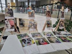 Перник - Общински приют за безстопанствени кучета - благотворителен базар