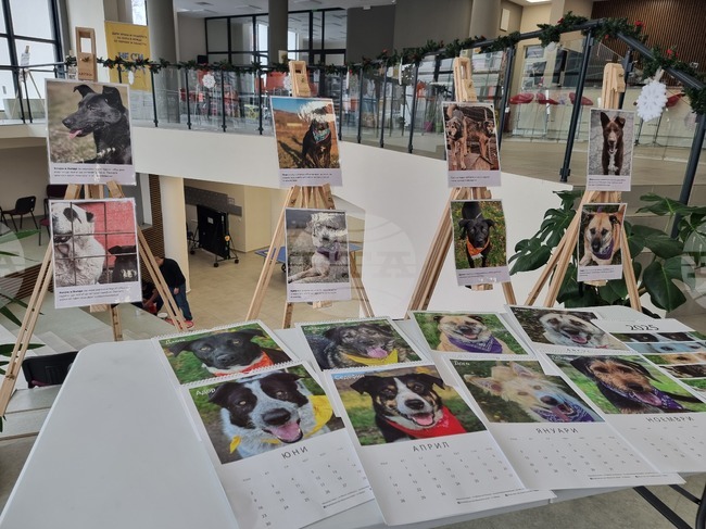 Перник - Общински приют за безстопанствени кучета - благотворителен базар