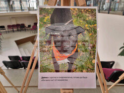 Перник - Общински приют за безстопанствени кучета - благотворителен базар