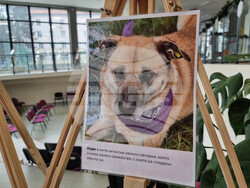 Перник - Общински приют за безстопанствени кучета - благотворителен базар