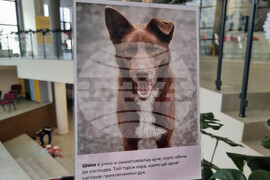 Перник - Общински приют за безстопанствени кучета - благотворителен базар