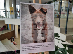 Перник - Общински приют за безстопанствени кучета - благотворителен базар