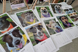 Перник - Общински приют за безстопанствени кучета - благотворителен базар