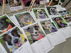 Перник - Общински приют за безстопанствени кучета - благотворителен базар