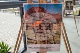 Перник - Общински приют за безстопанствени кучета - благотворителен базар