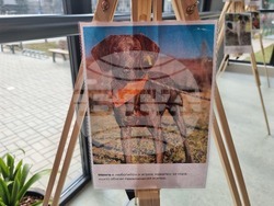 Перник - Общински приют за безстопанствени кучета - благотворителен базар