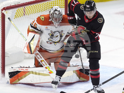 Senators Ducks Hockey