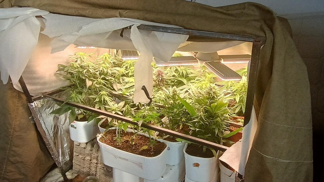 Полицията в Бургас установи 23 конопени растения в частна къща в несебърското село Раковсково