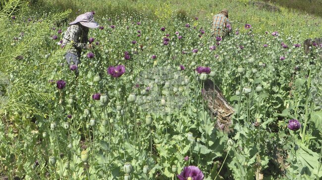 Производството на опиум в Афганистан е спаднало след забраната, наложена от талибаните