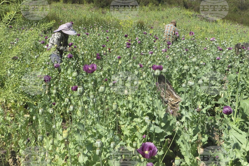Производството на опиум в Афганистан е спаднало след забраната, наложена от талибаните