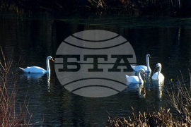 Бойчиновци - лебеди