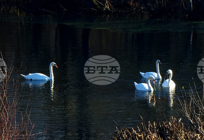 Бойчиновци - лебеди