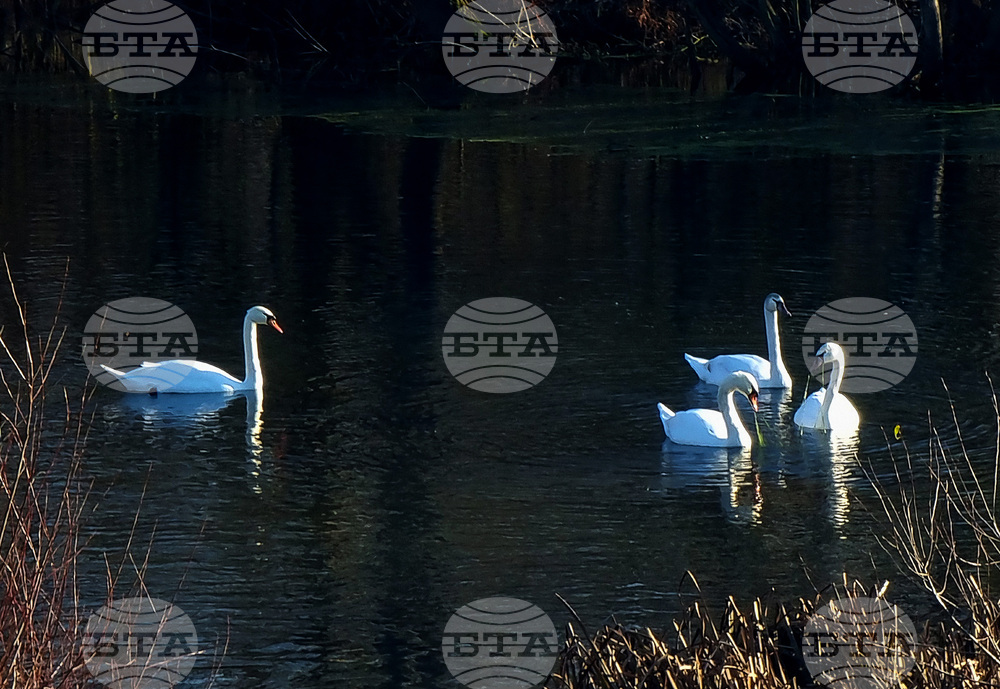 Бойчиновци - лебеди