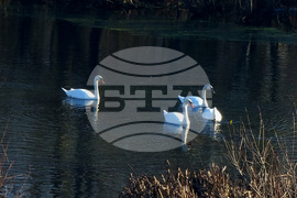 Бойчиновци - лебеди