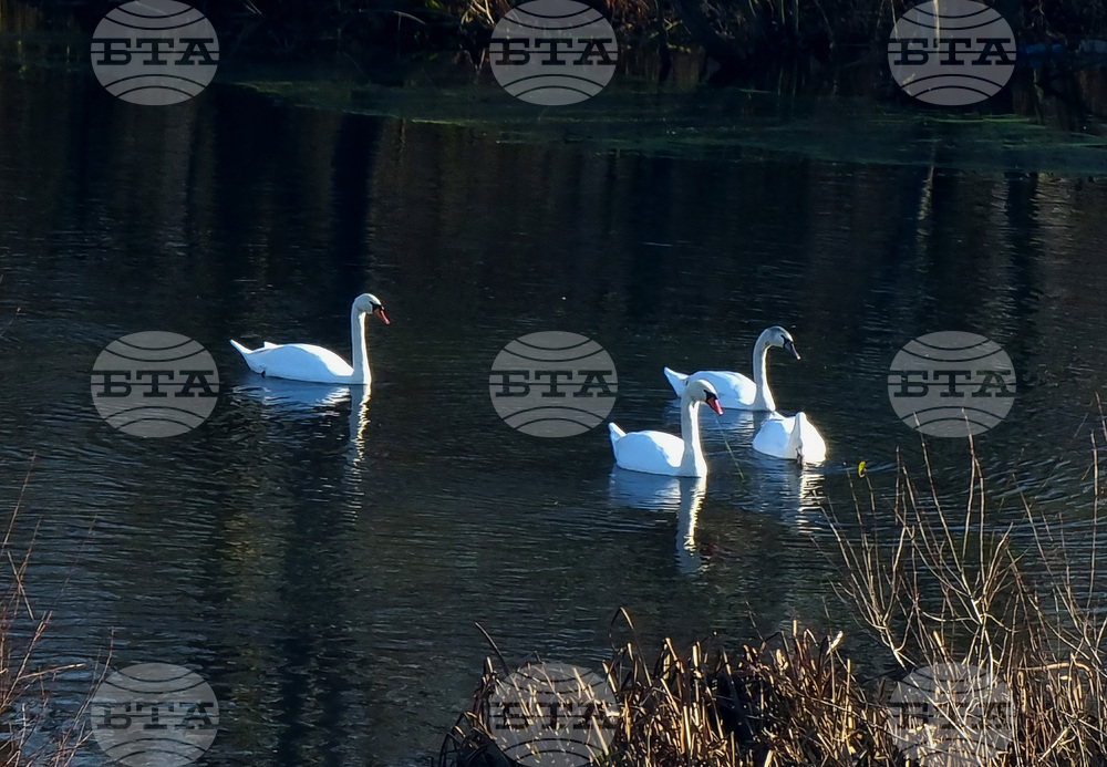 Бойчиновци - лебеди