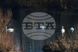 Бойчиновци - лебеди