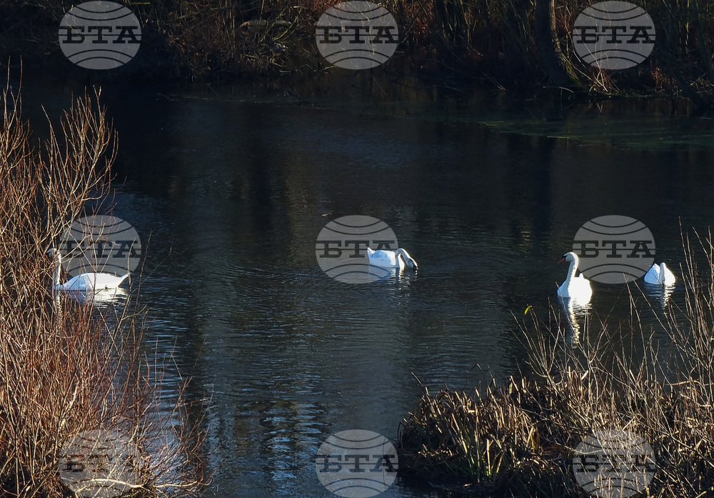 Бойчиновци - лебеди
