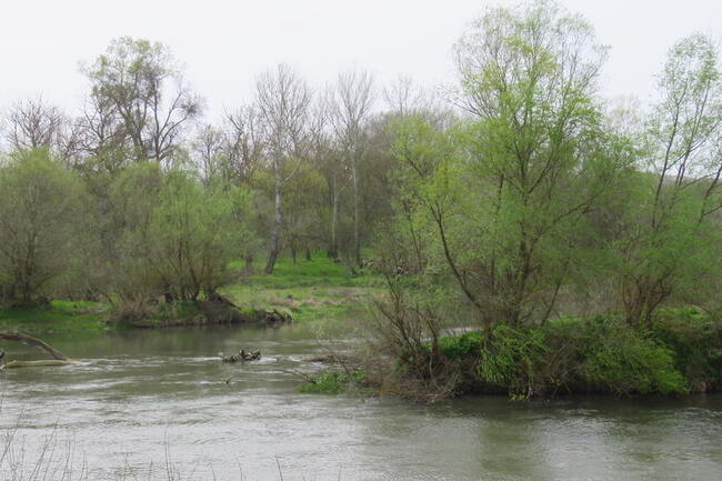 МОСВ: Местностите „Златишка букова гора“ и „Крайречна гора” стават защитени територии