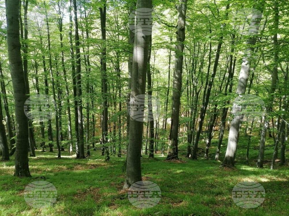 Zlatishka Beech Forest, Krairechna Forest Become Protected Areas